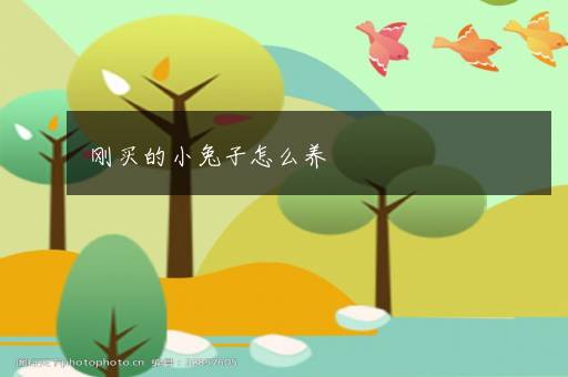 刚买的小兔子怎么养